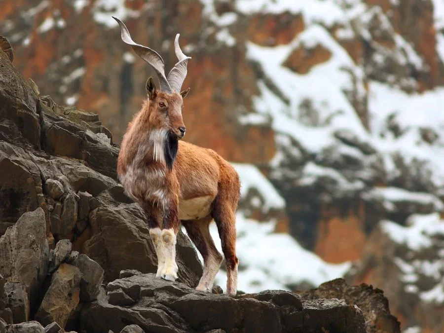 Preserving Our Planet’s Richness: Why Biodiversity and Conservation Matter Now More Than Ever